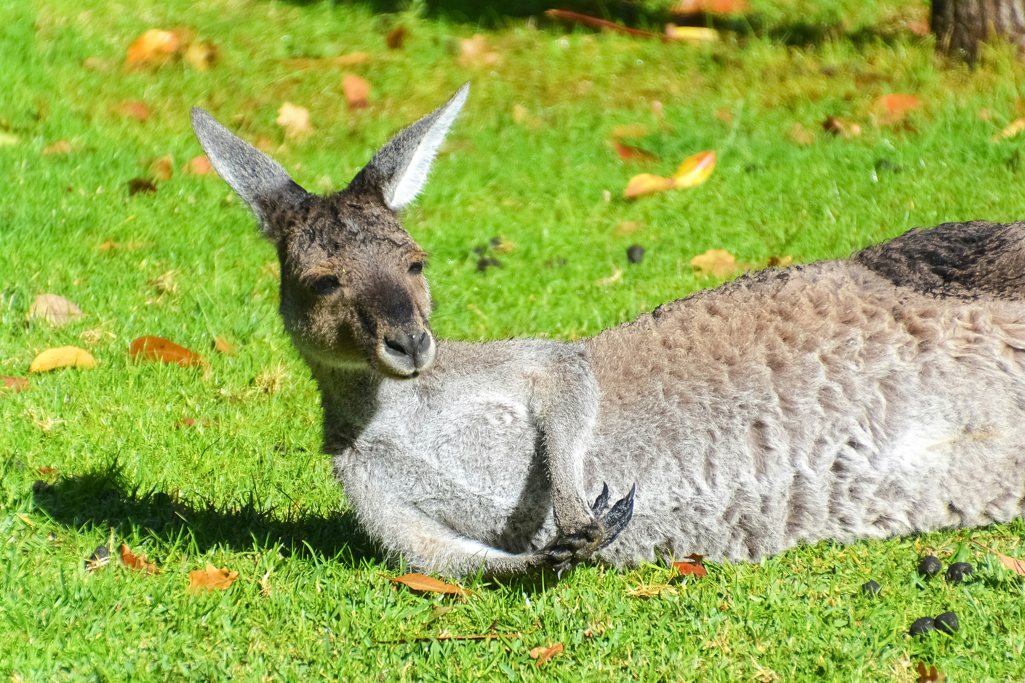 gray kangaroo on green grass field during daytime